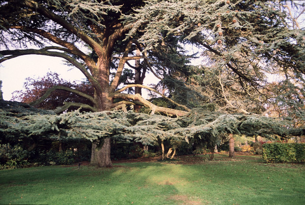 The late afternoon sun shines on the sweeping branches of a Lebanese Cedar standing by a lawn. Colour photo.