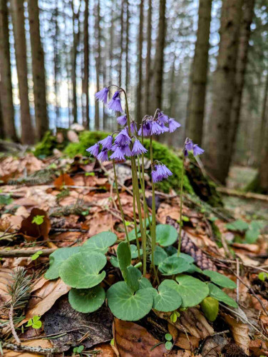 Soldanella montana in the forest