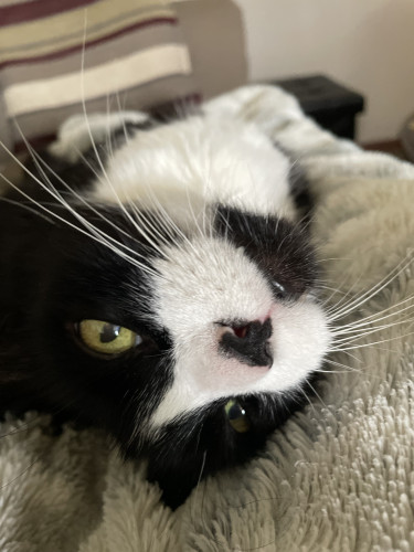 Tuxedo cat lying upside down