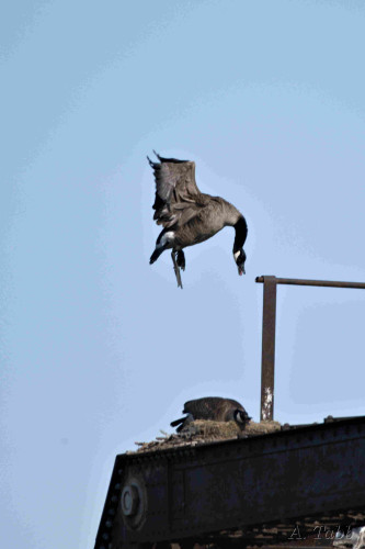 A goose nest on a railroad trestle, one of the geese is on the nest and the other jumps into the air. the bird is in a C-ish shape, neck and head down, body up, feet down. It looks silly.