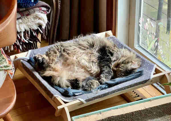 A very fluffy tabby snoozes belly up in a hammock-style cat bed on top of a heating pad. Yeah, I spoil this fur monster who has never paid a bill in her life. She has no worries. She tucks her chin into her armpit and sleeps like it's her job. In fairness, this is kind of her job. It's not like she gets kibble for zoomies. No, it's being this flopped out, legs-splayed, upside down, mess of a purring in her sleep because she has good dreams floof that is insufferably cute. Also, she's on a heating pad. It's slate blue and keeps her toasty. That's why she twists so every inch of her is on the blue thing. She loves the heat. Hedonist.