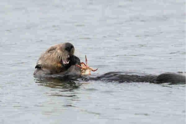 sea otter eating a crab 