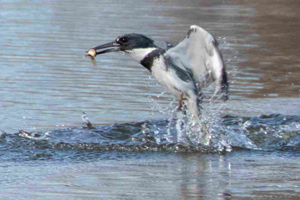 A male Belted Kingfisher bird carrying a small fish in its beak. It is flying up out of a pond just after catching the fish, leaving a splash behind.