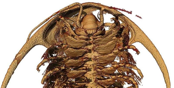 3D reconstruction of a trilobite anatomy 