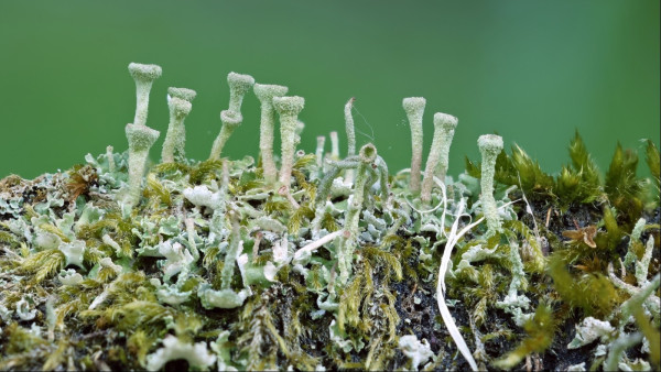 A dozen or so grey-green golf-tee shaped lichen stand above the top of a horizontal piece of wood. Amongst them are a few greyer, more pointy and bendy horn-like lichens. Winding through and between all of these are numerous strands of green moss. The background is a completely blurry green