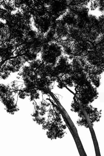 Se puede ver unos árboles en blanco y negro desde una perspectiva en contrapicado.

You can see some trees in B&W photography in a low angle view.