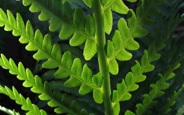 Closeup of green fern frond backlit by sun