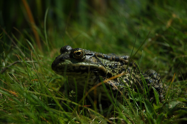 A large green frog enjoying a bit of sun. The sun reflects from the side of the head and the eye.

The frog is mostly green, but also has yellow spots. The eye is very large and looks golden around the pupil.

The frog is sitting in some grass and seems to be looking at the camera. He has a slightly disgruntled expression.