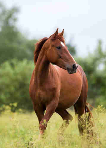 Picture of a horse outside in a green pasture