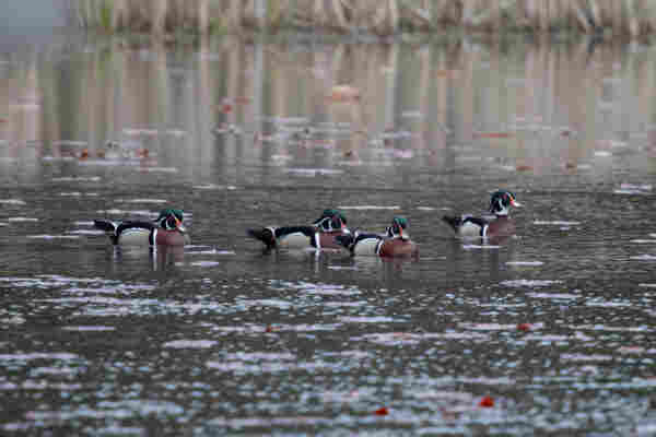 Un groupe de 4 canards branchus mâles nageant sur un étang