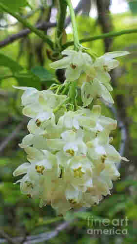 A cluster of delicate white flowers hangs from a stem, surrounded by a soft-focus backdrop of green foliage. Each flower has a bell-like shape with small yellow centers, providing a striking contrast against the pale petals.
I think it is: Staphylea pinnata
grows on fresh, nutritious soil, preferably on a carbonate base in deciduous forests and forest edges.
Photo taken in Rastoke, Croatia.