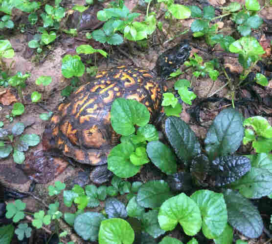 A turtle in some low vegetation. The turtle's shell is a rich pattern of pale orange, brown, and black. The turtle's head is extended and is mostly black with a few orange flecks. The ground seems wet and a bit muddy. The vegetation around the turtle seems to be a mixture of species. Some clover is in the lower left section of the picture. The other vegetation has broad leaves and comes in a variety of shades of green.