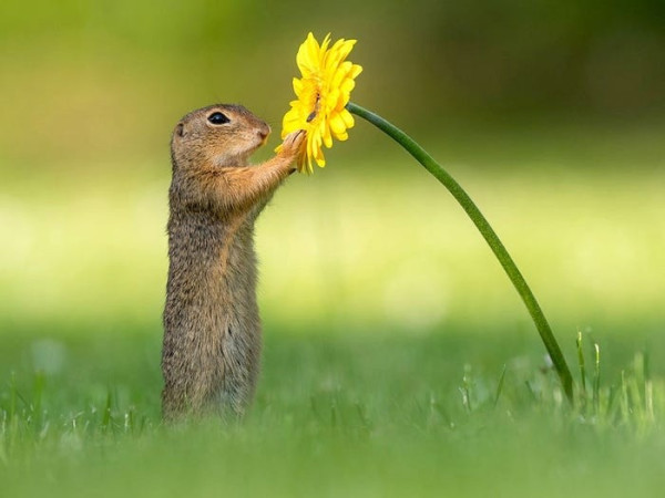 A squirrel in a field of green grass holds a yellow daisy in two paws