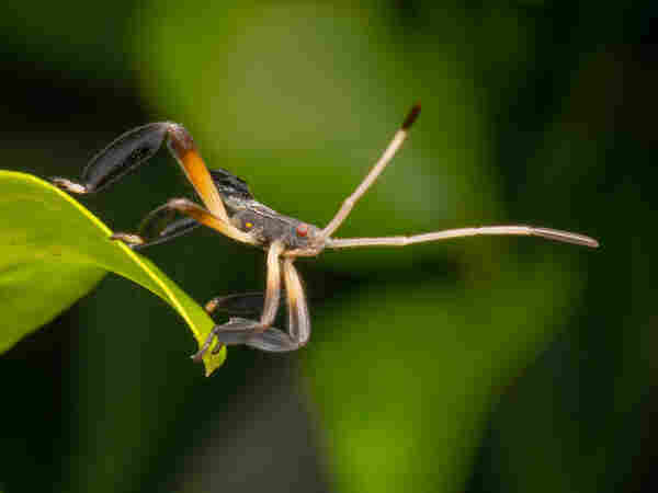 Bug with broad, flattened legs, on a leaf