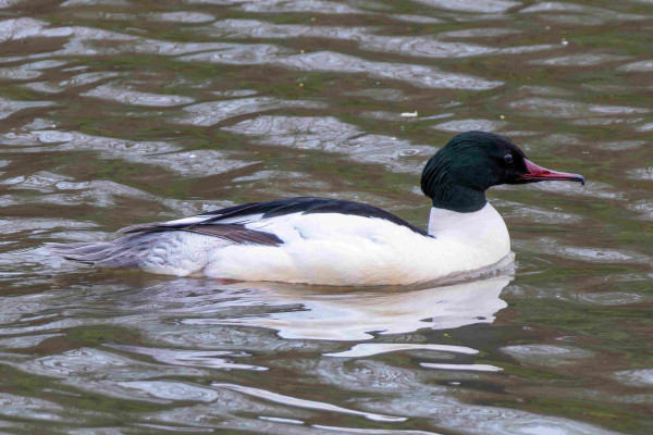 A male Common Merganser photographed in profile swimming in the water. Its head is mostly black with few iridescent colours and its beak is curved at the tip and red. The rest of its body is mostly white with some of its wing feathers being black. The contrast between the white body and black head make it difficult for me to properly expose the bird.