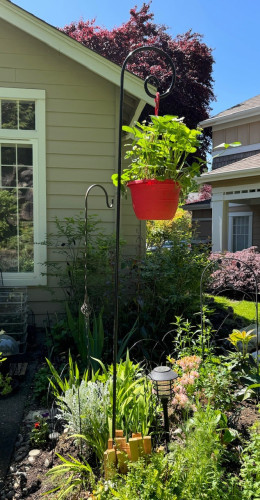 Garden with a red hanging planter on a tall black metal shepherds hook. The planter has multiple strawberry plants tall green stems and leaves, white flowers and early fruit. 
