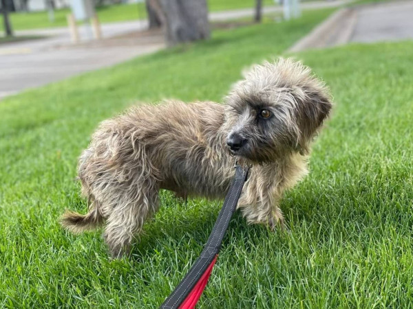Small, brown and grey terrier mix standing in some grass. 
