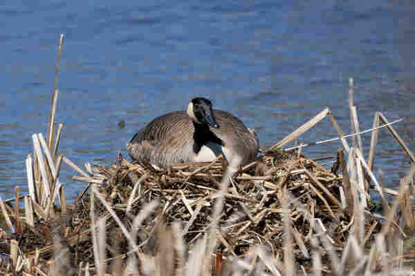 a canada goose on a very tall pile of reeds and grasses. not sure if this is a nest or they are just resting but they are very flat on it and were very much keeping an eye on the photographer. behind them is the blue water of a pond and there are dry grasses poking up in the foreground and around the sides