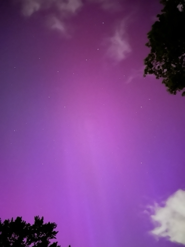 Aurora borealis in New York. Sky is pink with trees and clouds in the edges of the frame.