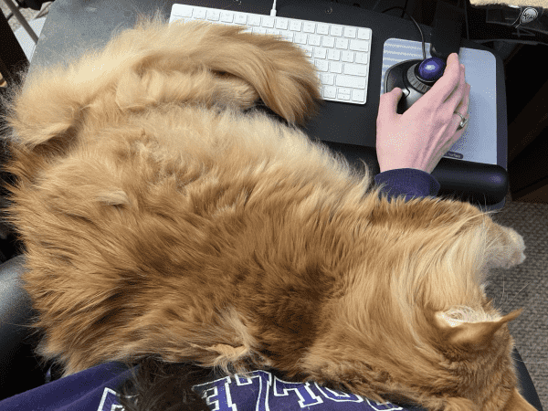 Large orange cat on lap, keyboard tea, and keyboard. 