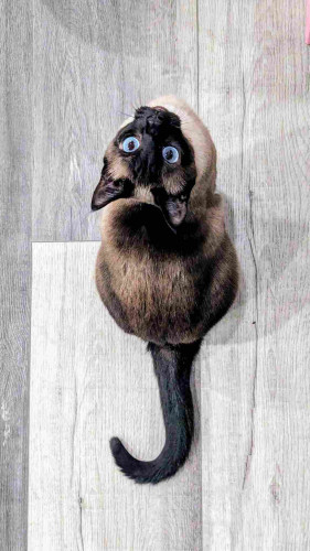 A Siamese cat sitting on a grey floor, seen from above, looking up at the camera with bright blue eyes. Her tail is curved so that the tip points back at herself, while the rest of her body is foreshortened.