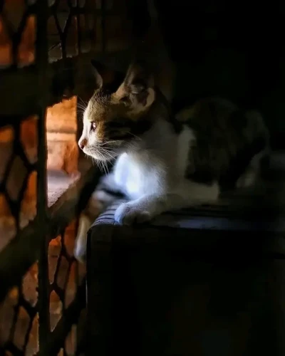 very young calico cat sitting on a wooden trunk looking out a single clear pane in a window of a grid of stained glass panes 