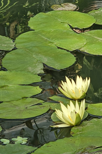 Green lily pads floating on a pond, with two cream-coloured lily flowers.