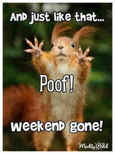 Picture a red squirrel facing us standing up , flinging out his paws towards us .
The caption reads “And just like that … Poof  Weekend gone ! ”