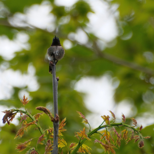 Ein Kolibri Männchen sitzt auf dem Gipfel einer kleinen Eiche und blickt in die Kamera. Hinter ihm sieht man durch die Blätter grösserer Bäume  den Himmel in unregelmaessigen hellen Flecken.