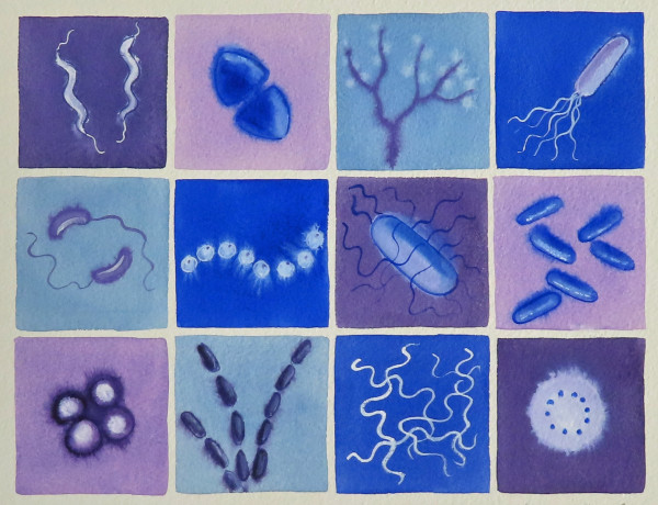 watercolor grid of 12 bacteria images in purple and blue 