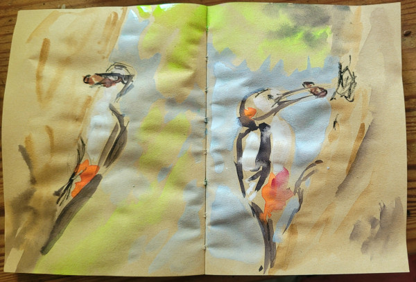 Aquarellskizze über 2 Seiten im kleinen Skizzenbuch: links ein Specht am Stamm, der nur halb von unten zu sehen ist,  mit einer dicken Insektenlarve im Schnabel. Rechts derselbe Vogel im Profil.  