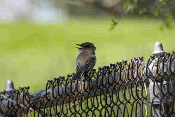An eastern Phoebe with its beak wide open in a yell as they sit on top of a chain link fence. They are a dark grey bird with a large head and beak. Their back is to the camera and beak is wide open as viewed from the side over their shoulder