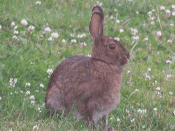 A rabbit on a lawn (ISummer, it's brown, grass is green)
