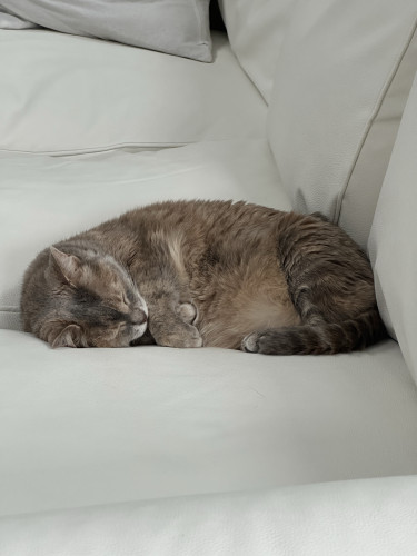 A blue and cream tortie  sleeping on  her side on a light-colored sofa, her paws folded over her fluffy belly