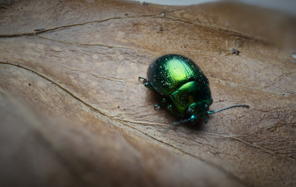 A macro photograph of a Mint Leaf beetle on a dead, brown leaf. The beetle is chromatic/metallic green in colour.