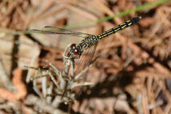 A small yellow and black dragonfly with dark red eyes rests on a small dead plant sticking out of the ground