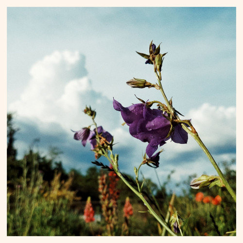 Bellflowers in front of a pile of clouds. Afternoon light.
