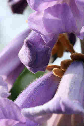 Closeup of lavender-coloured flowers very similar in shape to foxgloves growing on bare stems on a tree