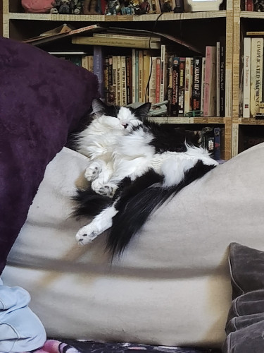 A fluffy black and white kitty sleeps on the back of a couch with her feet sticking out all over looking very satisfied
