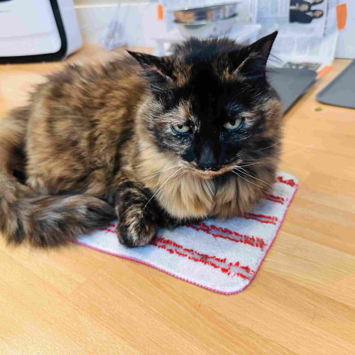 A large tortie sitting on a small mat