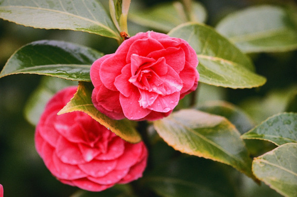 Colour photo of two large pink Camellia flowers and their waxy leaves.
