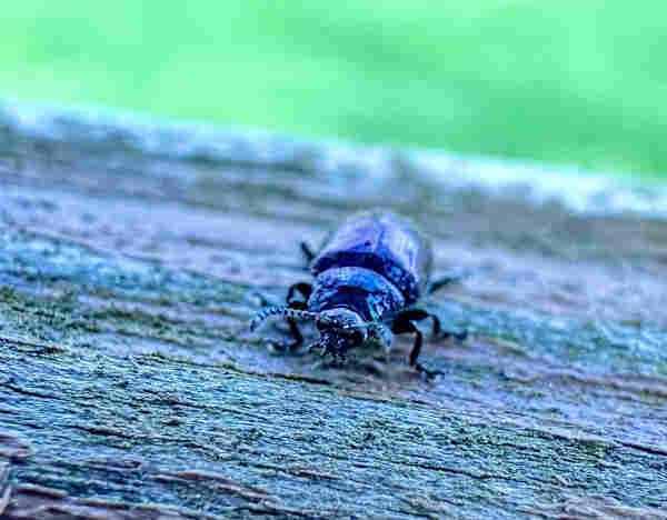Blue willow beetle, I think, coming towards camera. 