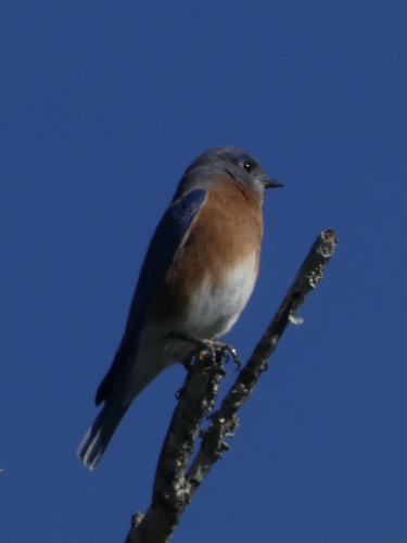 Close-up profile view of a male eastern blue bird with bright blue head and back, russet bib chest and white belly. It is perched at the very end of a small dead branch covered in lichen. The sky is a very clear blue in the background.