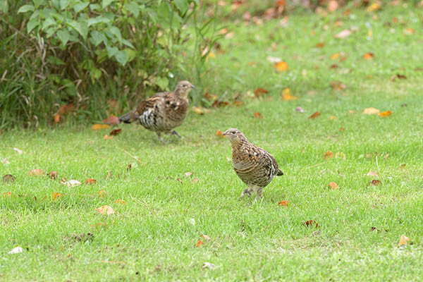The front Grouse is just right of the middle and in the middle of the photo.
The second Grouse is further back and just lef and above the middle of the photo.
In behind is some brush.
They are walking on grass with some leaves on it.