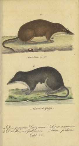 Mouse illustration, from the source cited above