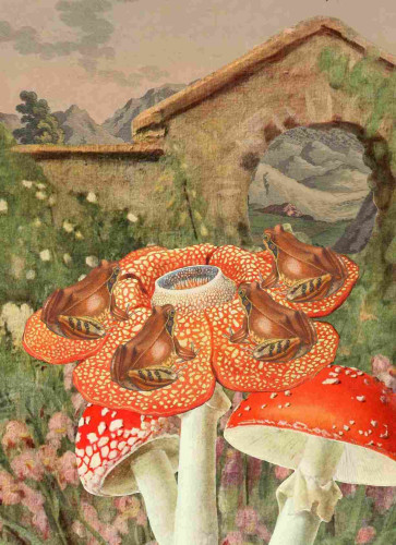 4 orange frogs sit on the petals (?) of one of those squirrel eating plants which has replaced the head of a mushroom. There’s a stone archway and some mountains in the back. All image pieces are from the biodiversity heritage library 
