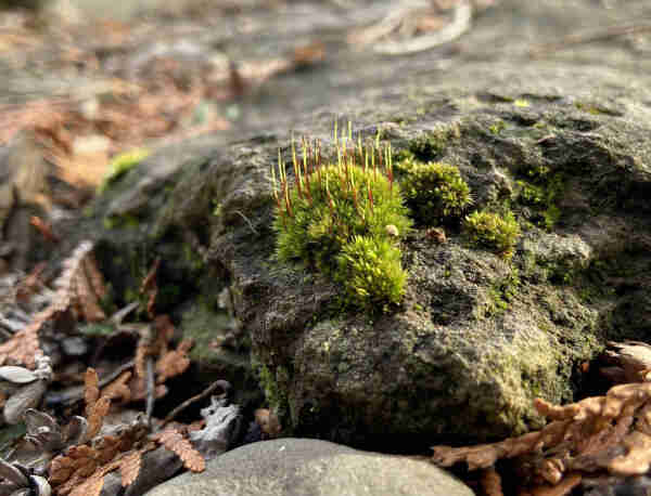 A clump of bright green moss on a dark gray stone, with delicate little sporophytes reaching upwards. 