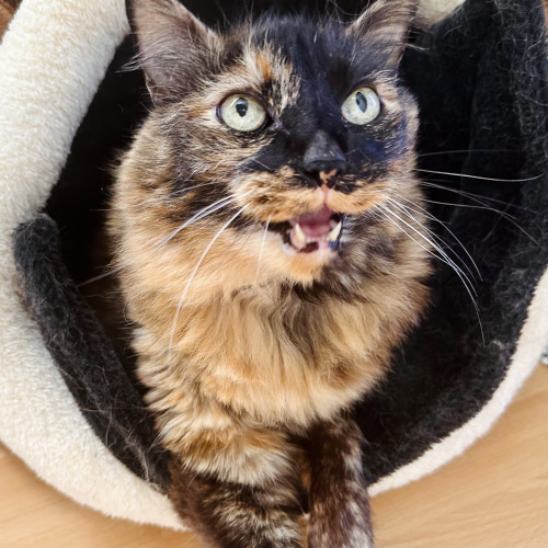 A large tortie in a cat cave when her mouth open, as if yelling 