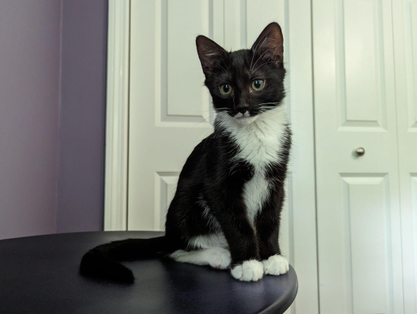A black and white Tuxedo kitten sitting nicely on a table
