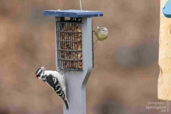 On one side of a vertical feeder, a small, slightly windswept gray and yellow warbler perches; on the other, a Downy Woodpecker looks quizzically up.